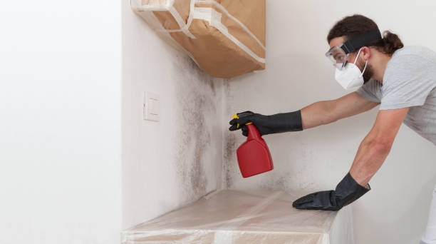 Basement Mold Remediation treatment on basement walls in Moorestown